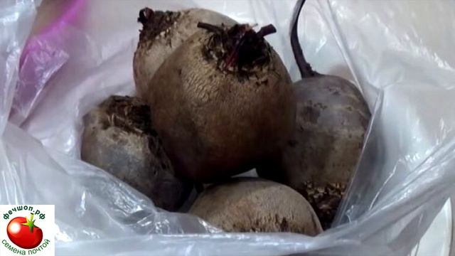 Как быстро сварить большую свеклу?
