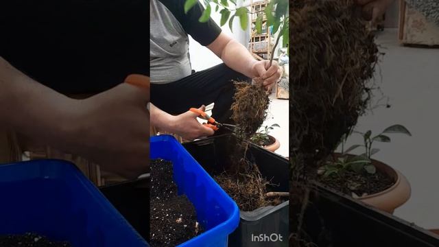Лимоны, мандарин 🍊, апельсин и возможно даже грейпфрут на нашем подоконнике!☝️