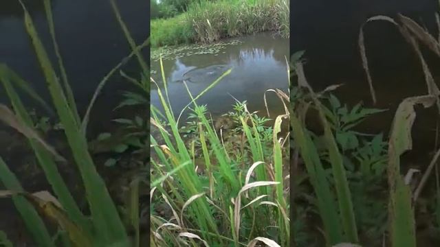 Охота на сазана в засидке смотреть онлайн