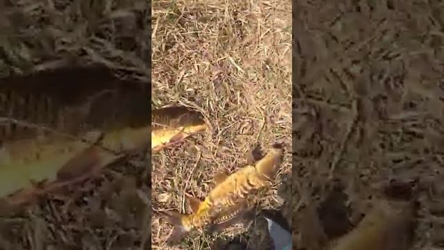 удачная охота #slingshotfishing #охотанарогатку #охотасрогаткой смотреть онлайн