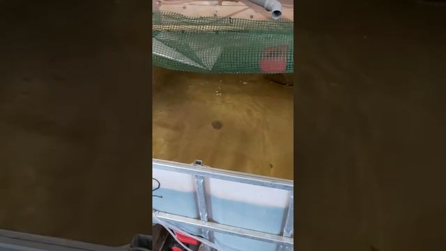 УЗВ  с осетрами , пересаживаем рыбу