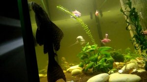 сомик Анциструс