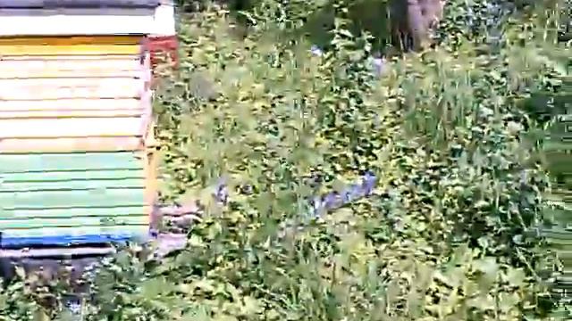 Отводки на пчеломатку БАКФАСТ.