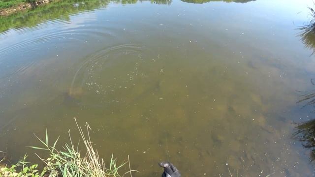 Охота с рогаткой в августе смотреть онлайн