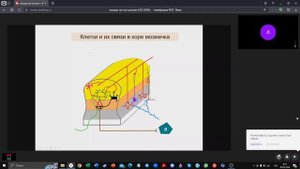 Нервная система. Лекция по гистологии. 2 семестр