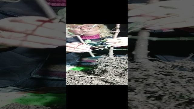 Предбонсай кизил, ствол.