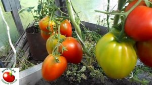 Почему у помидоров белые прожилки в мякоти?