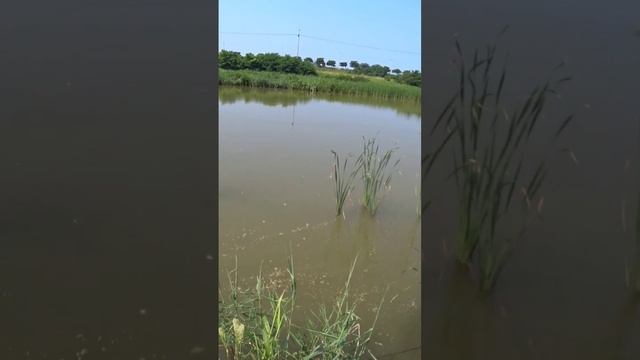 пеленгас в прыжке) #slingshotfishing#рыбалкасрогаткой#охотанарогатку#чингу#chingu#пеленгас#охота смотреть онлайн