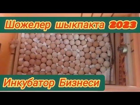 Шымбай /2023/Инкубатор /Бизнеси /шожелер шыкты/Каракалпакстан /Agro_Tv /
