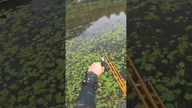 из архива,середина лета #bowfishing #dartfishing #slingshotfishing #охотанарогатку #сазан #охота смотреть онлайн