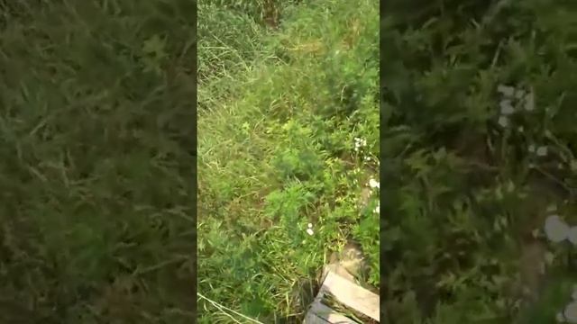 охотимся на змейголов #slingshotfishing #рыбалкасрогаткой #охотанарогатку #bowfishing #охота смотреть онлайн