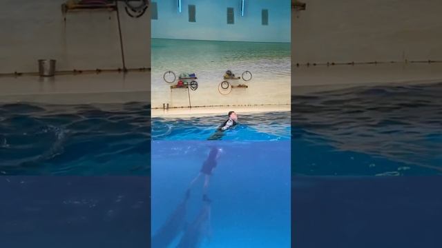 🐬Подводно-надводный вид на трюк с 🐬🐬🐬