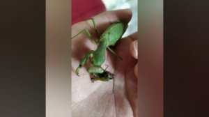 мои богомолы