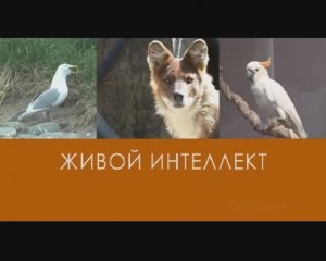 "живой интеллект" /видео для внутреннего пользования, публичное размещение запрещено/