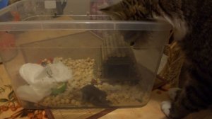 Кот и джунгарский хомяк