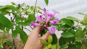 Мансоа, mansoa alliacea, чесночная лиана. Цветение дома