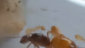 Муравьи Camponotus fedtschenkoi. Выпуск 2. Первые рабочие