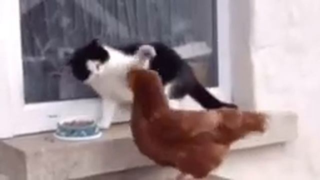 Котик и Петушок