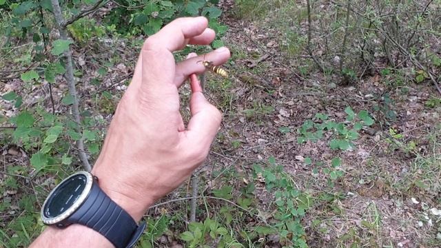 Der Nachweis vom Hornissen-Glasflügler (Sesia apiformis) durch Pheromon-Attrappen смотреть онлайн