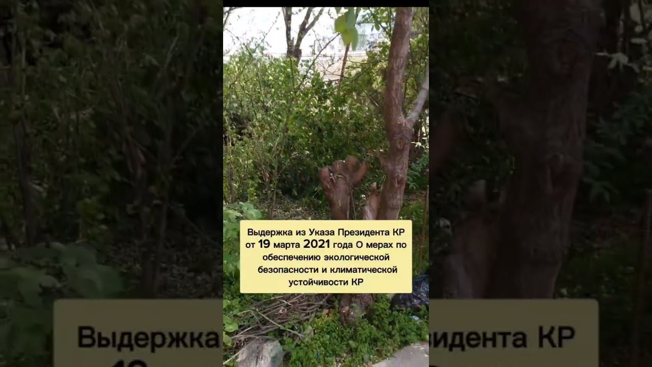 Дровишки от Ошзеленхоз