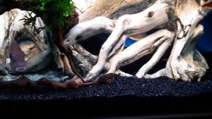 Геофагус нерест