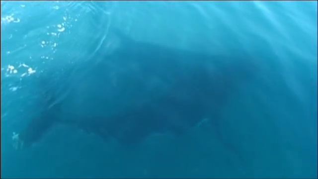 The Whaling Question смотреть онлайн