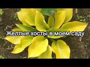 Желтые и не очень: сорта желтых хост в моем саду