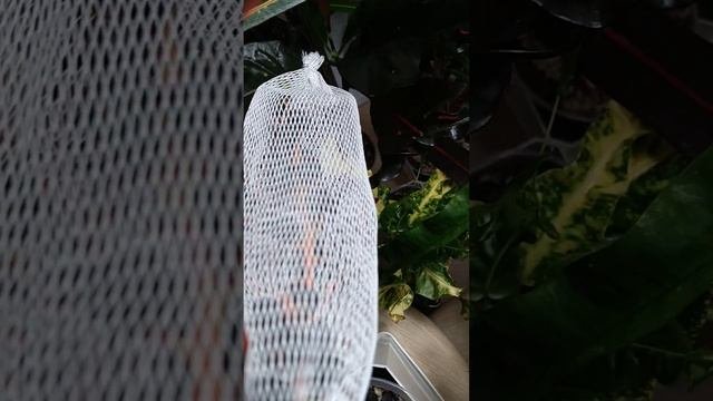 Размножение кротонов семенами