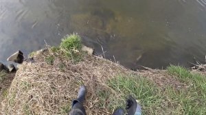 охота с рогаткой на 8 марта