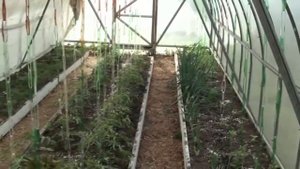 Два варианта защиты теплицы от палящего солнца!