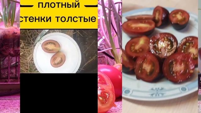 САМЫЕ КРАСИВЫЕ ТОМАТЫ СЕЗОНА 2024
