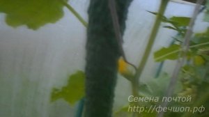 Огурцы Китайские змеи