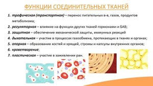 1.4. Соединительная ткань