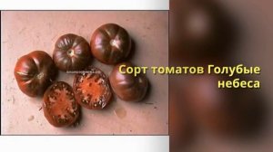 Сорта помидоров для теплицы