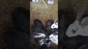 Кокцидиоз у кролика. Не добавлял йод в воду 2 недели и вот итог..