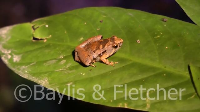 Conservation Documentary of Endemic Frog смотреть онлайн