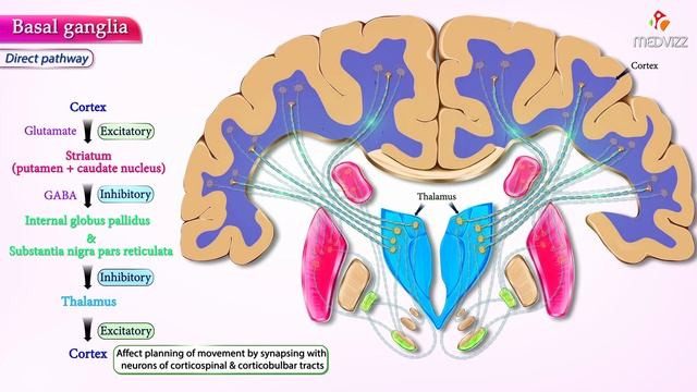 Basal ganglia Direct and indirect pathways - #Usmle Neuroanatomy Animations