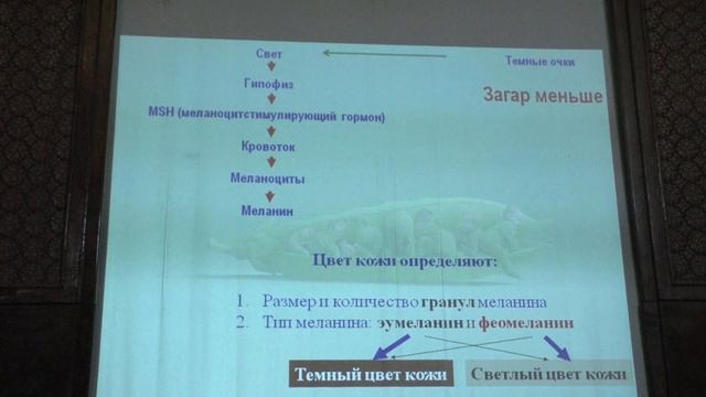 Ким А. И. - Генетика - 8. Серповидноклеточная анемия. Наследование глухонемоты