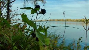 Обской судак на перемет.