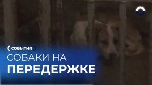 За кулисами приюта: жизнь собак на временной передержке