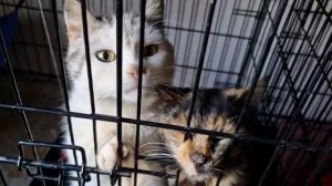 Экскурсия по приюту Кошкин дом Донецк