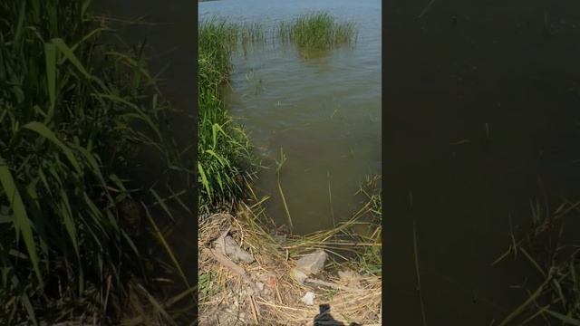 охота на сазана #slingshotfishing #охотасрогаткой #рыбалкасрогаткой #dartfishing #bowfishing смотреть онлайн