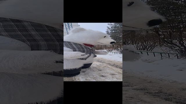 Очень милый подарок мужа! Поздравление белый мишка