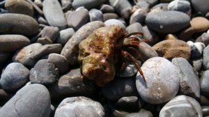 Фауна Причерноморья и акватории Чёрного моря