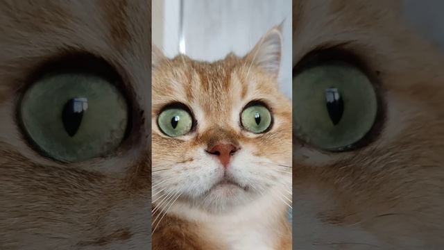 И так каждое утро  #cat #смешнойкот #смешныекоты #cutecat #юмор #милыекоты #милыекотята #котик