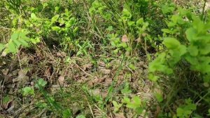 что сейчас цветет из медоносов в моем регионе