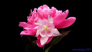 Лечебная музыка Шуберта - Серенада 🌺 Глубокое Спокойствие и Умиротворение.