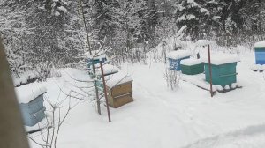 ответы на коментарии к видео о слете пчел.