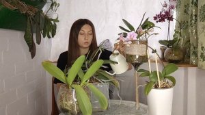 Обработай Этим Орхидеи ОСЕНЬЮ и Корни Попрут ЩЁТКОЙ