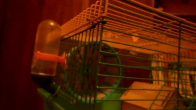 Что должно быть в клетке хомяка смотреть онлайн